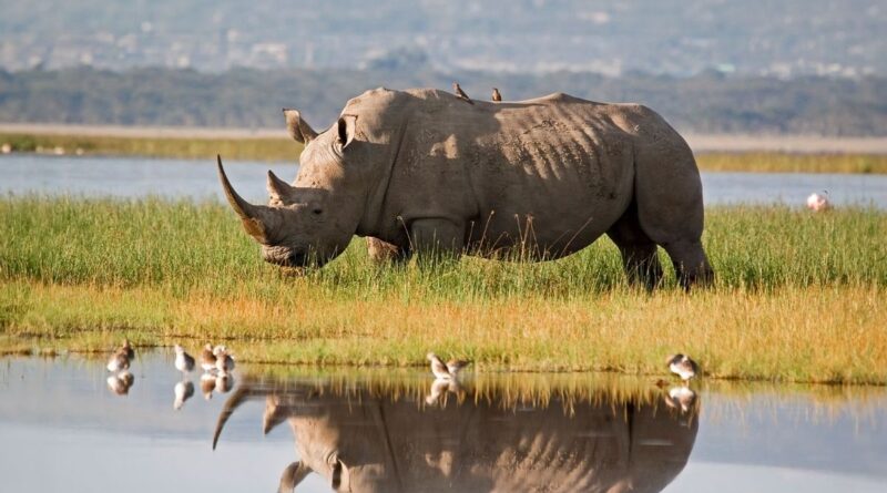 Thanks to genetic advancements, a rare species of rhinoceros could be saved from extinction